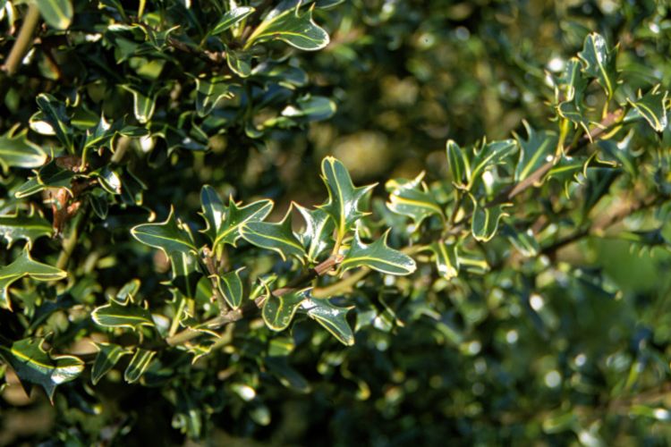 <i>Ilex aquifolium</i> 'Hastata' <i>Ilex aquifolium</i> 'Hastata'