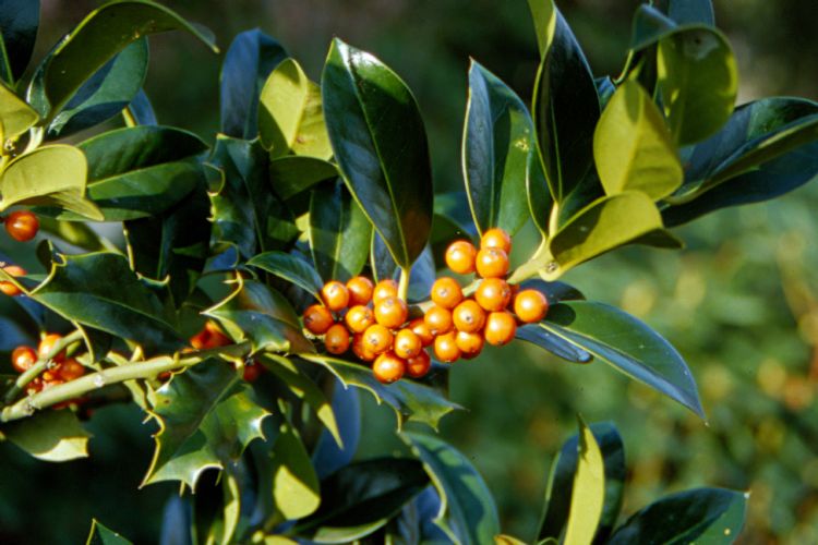 <i>Ilex aquifolium</i> 'Amber' <i>Ilex aquifolium</i> 'Amber'
