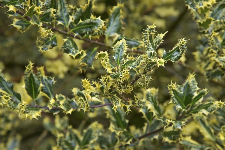 <i>Ilex aquifolium</i> 'Ferox Argentea' <i>Ilex aquifolium</i> 'Ferox Argentea'