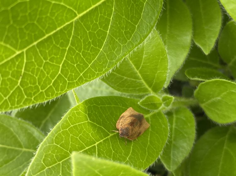 Caroline van den Hoek: 'Zodra de motten eitjes gaan afzetten of de eerste jonge rupsen zichtbaar zijn, is het tijd om in actie te komen' Caroline van den Hoek: 'Zodra de motten eitjes gaan afzetten of de eerste jonge rupsen zichtbaar zijn, is het tijd om in actie te komen'