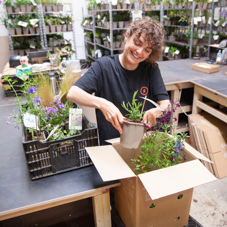 De planten worden met zorg ingepakt en rechtop vervoerd De planten worden met zorg ingepakt en rechtop vervoerd