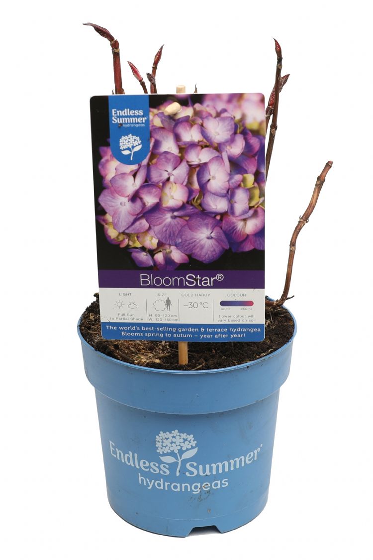 Bambini Sideways 45 centimeter Bambini Sideways 45 centimeter