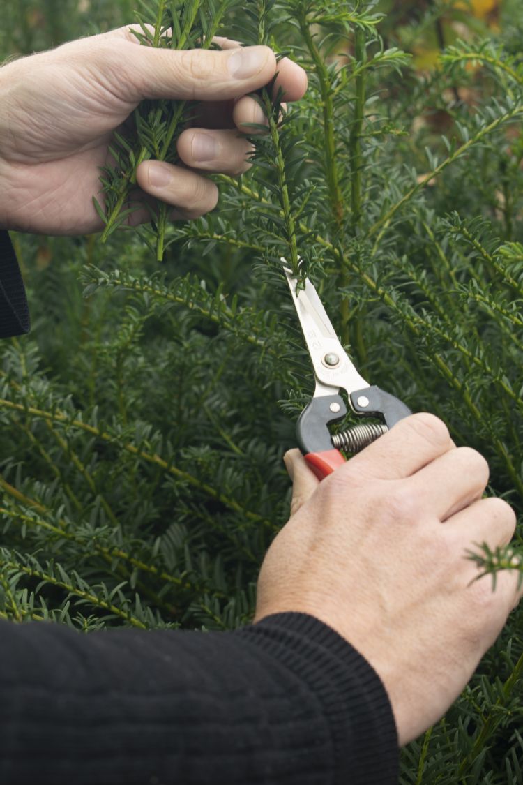 Stek knippen met de rechte BigStar P-170 Stek knippen met de rechte BigStar P-170
