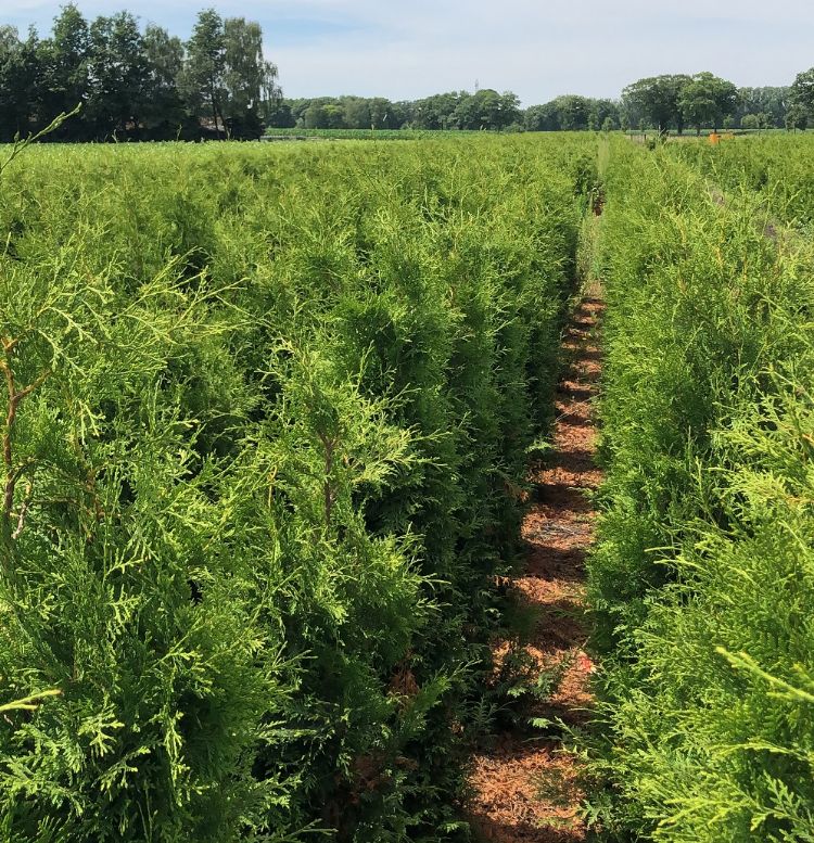 Het <i>Thuja</i>-veld in Sterksel waarop de proef met verschillende middelen werd gehouden Het <i>Thuja</i>-veld in Sterksel waarop de proef met verschillende middelen werd gehouden