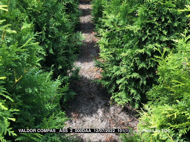Resultaat na toepassing van Valdor Expert tussen de rijen. <i>Thuja</i> heeft er geen schade van ondervonden. Resultaat na toepassing van Valdor Expert tussen de rijen. <i>Thuja</i> heeft er geen schade van ondervonden.