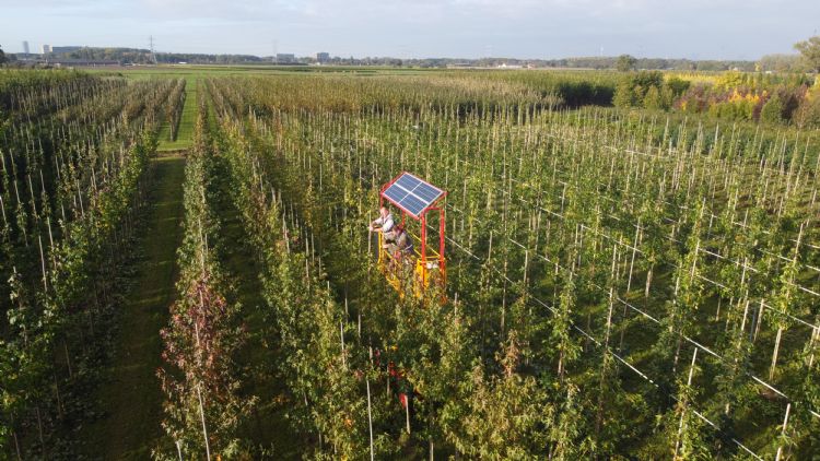 Snoeiplateau op zonnepanelen Snoeiplateau op zonnepanelen