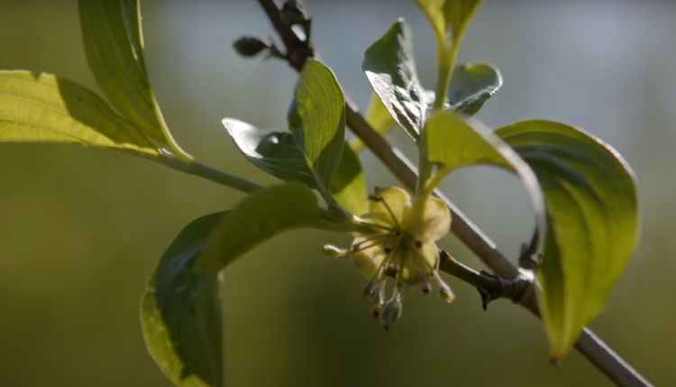 Een van de soorten in de genenbank is de gele kornoelje Een van de soorten in de genenbank is de gele kornoelje