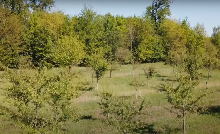 Malus sylvestris, wilde appel in Roggebotzand Malus sylvestris, wilde appel in Roggebotzand