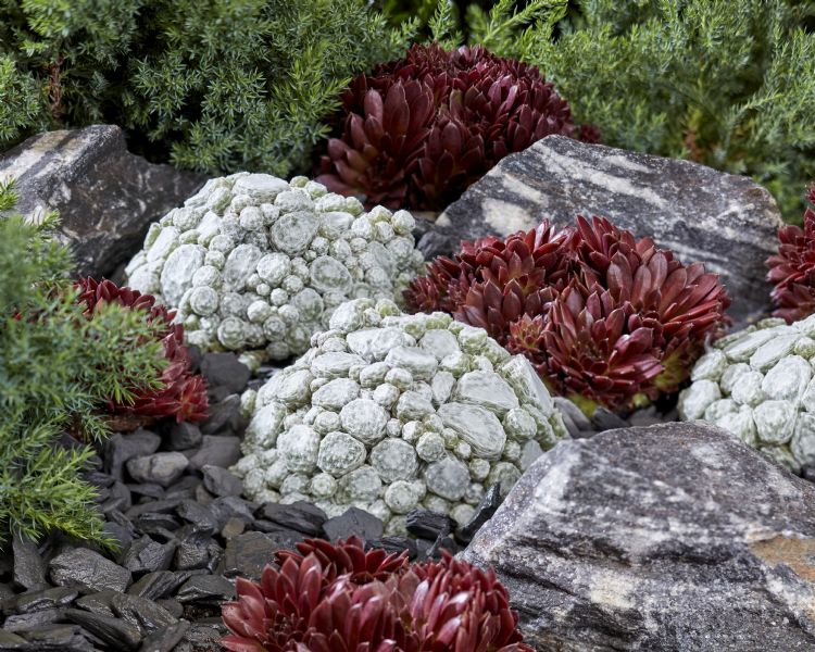 Sempervivum 'Arctic White' in de tuin Sempervivum 'Arctic White' in de tuin