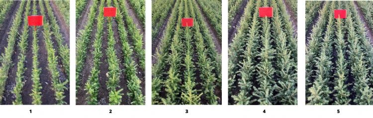 Test op Picea vlnr: 1) 0 stikstof en 0 Blue-N; 2) 0 stikstof en Blue-N; 3) 37 kg stikstof en Blue-N; 4) 75 kg stikstof en 0 Blue-N; 5) (uiterst rechts) 75 kg stikstof en Blue-N Test op Picea vlnr: 1) 0 stikstof en 0 Blue-N; 2) 0 stikstof en Blue-N; 3) 37 kg stikstof en Blue-N; 4) 75 kg stikstof en 0 Blue-N; 5) (uiterst rechts) 75 kg stikstof en Blue-N