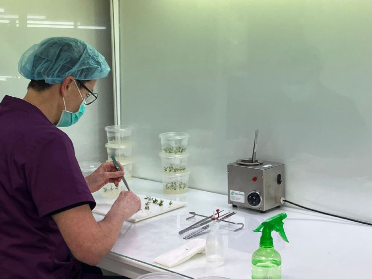 Planten vermeerderen in LAF-kast in het inzetlaboratorium Planten vermeerderen in LAF-kast in het inzetlaboratorium