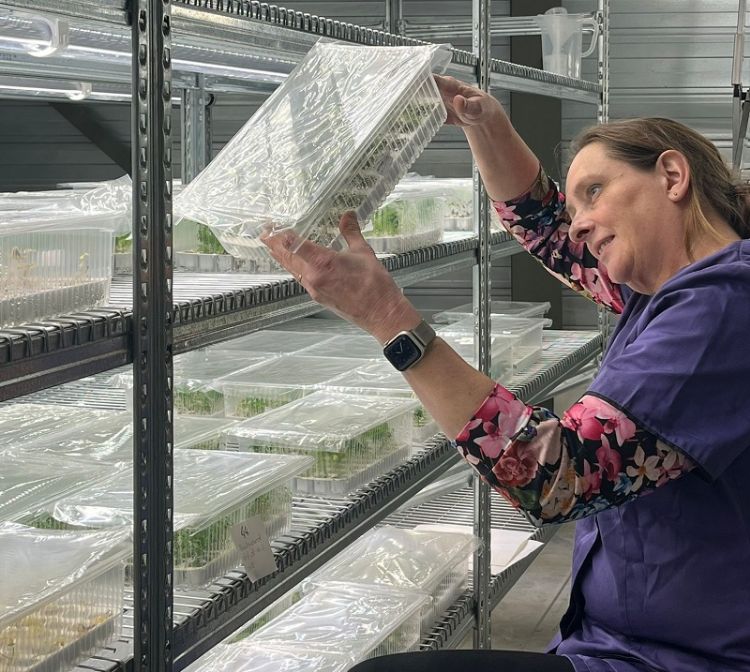 Beworteling onder steriele omstandigheden in pluggen Beworteling onder steriele omstandigheden in pluggen