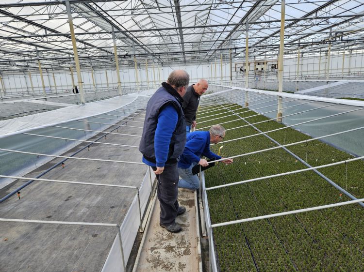 Teeltmedewerkers druk bezig met de controle Teeltmedewerkers druk bezig met de controle