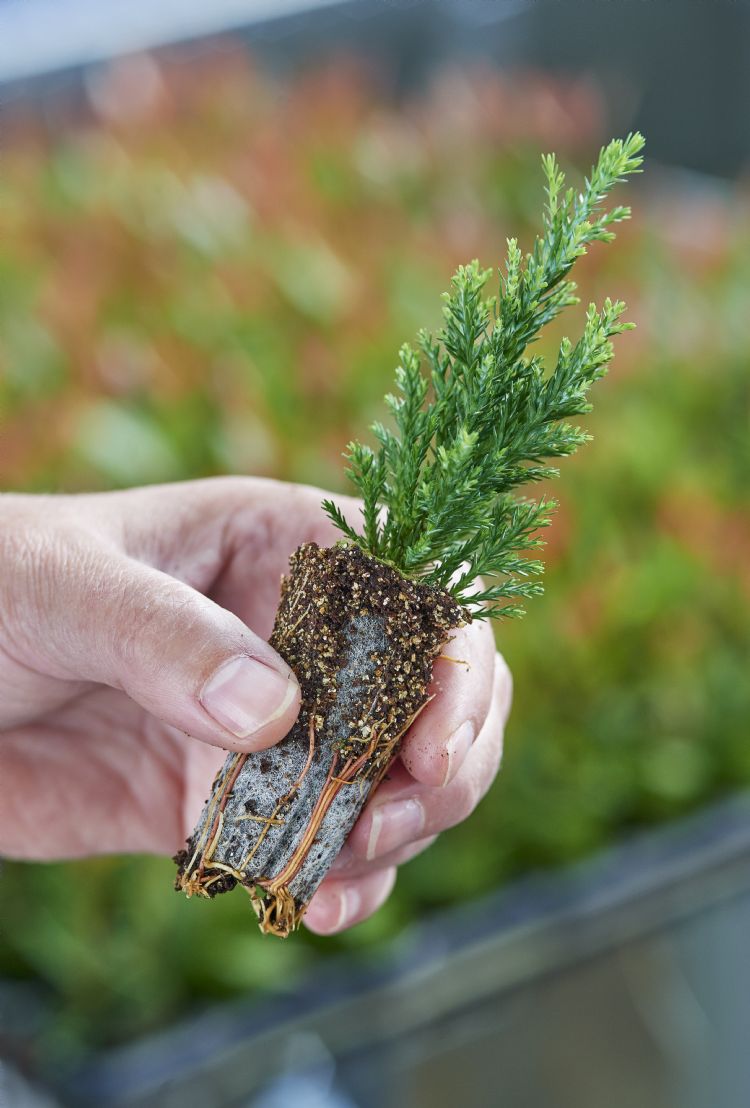 Mooi bewortelde coniferenstek in GreenPlug-paperpot Mooi bewortelde coniferenstek in GreenPlug-paperpot