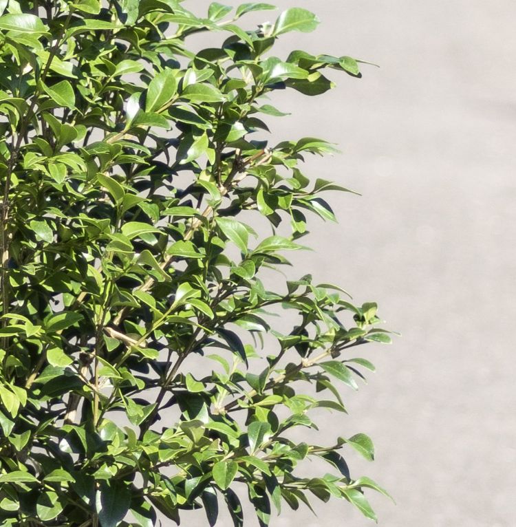 Giant heeft een groter blad en is bossiger dan andere buxus Giant heeft een groter blad en is bossiger dan andere buxus