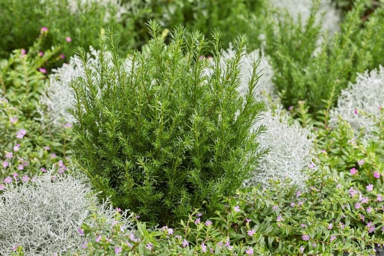 <i>Taxus</i> 'Tiny T' komt mooi uit te midden van andere beplanting <i>Taxus</i> 'Tiny T' komt mooi uit te midden van andere beplanting