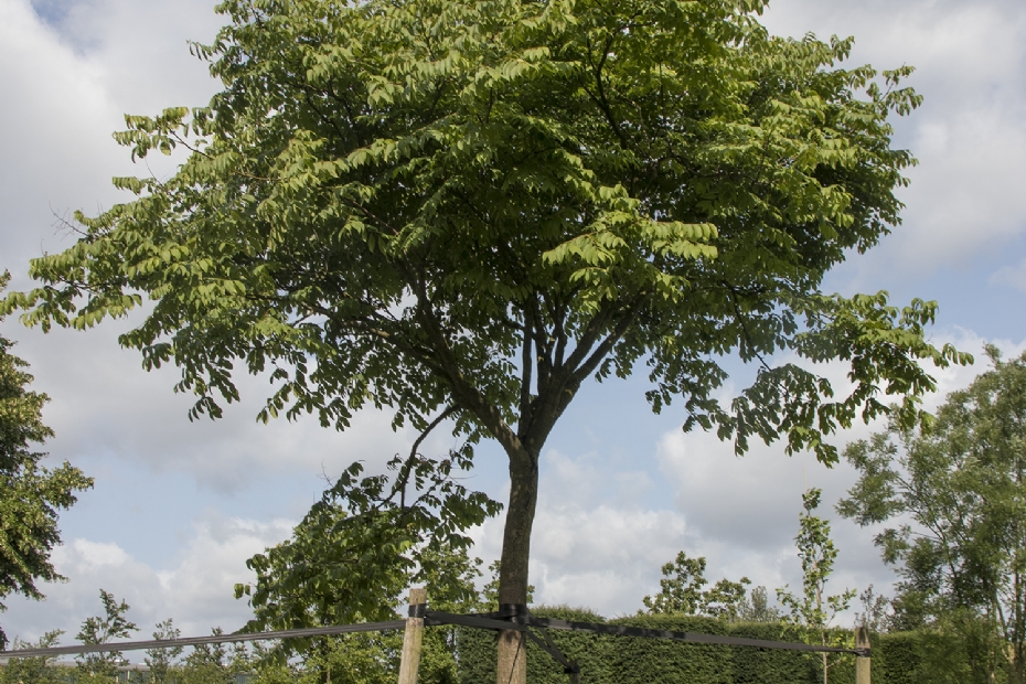 <i>Koelreuteria<i> bipinnata op airpot <i>Koelreuteria<i> bipinnata op airpot