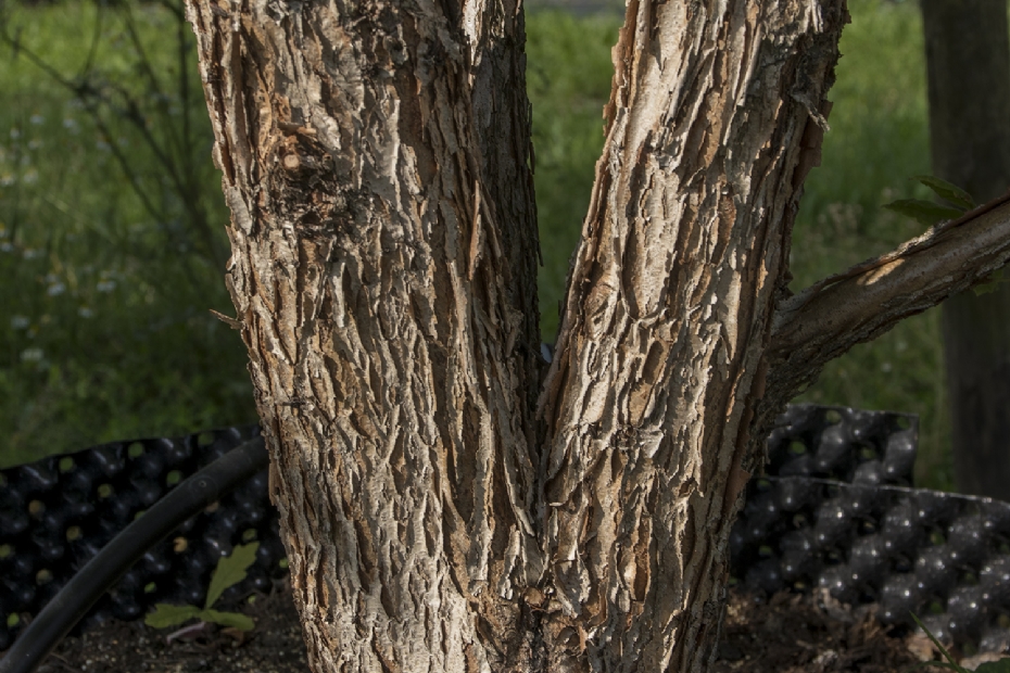 <i>Acer triflorum</i>. In de zomer is de sapstroom weer op gang in de bast, waardoor je bij aanplant in de zomer met de hijsmaatregelen rond de stam voorzichtiger moet zijn <i>Acer triflorum</i>. In de zomer is de sapstroom weer op gang in de bast, waardoor je bij aanplant in de zomer met de hijsmaatregelen rond de stam voorzichtiger moet zijn