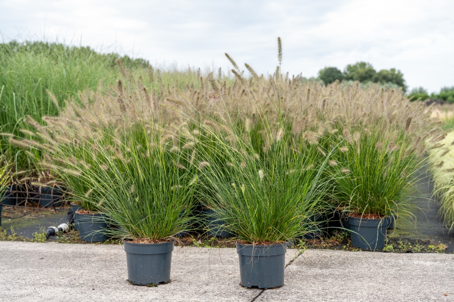 Ook binnen de vaste planten, waaronder siergrassen, vindt een verschuiving plaats naar grotere potmaten