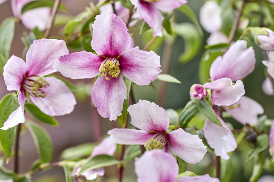 <i>Philadelphus</i> 'Petite Perfume Pink' <i>Philadelphus</i> 'Petite Perfume Pink'