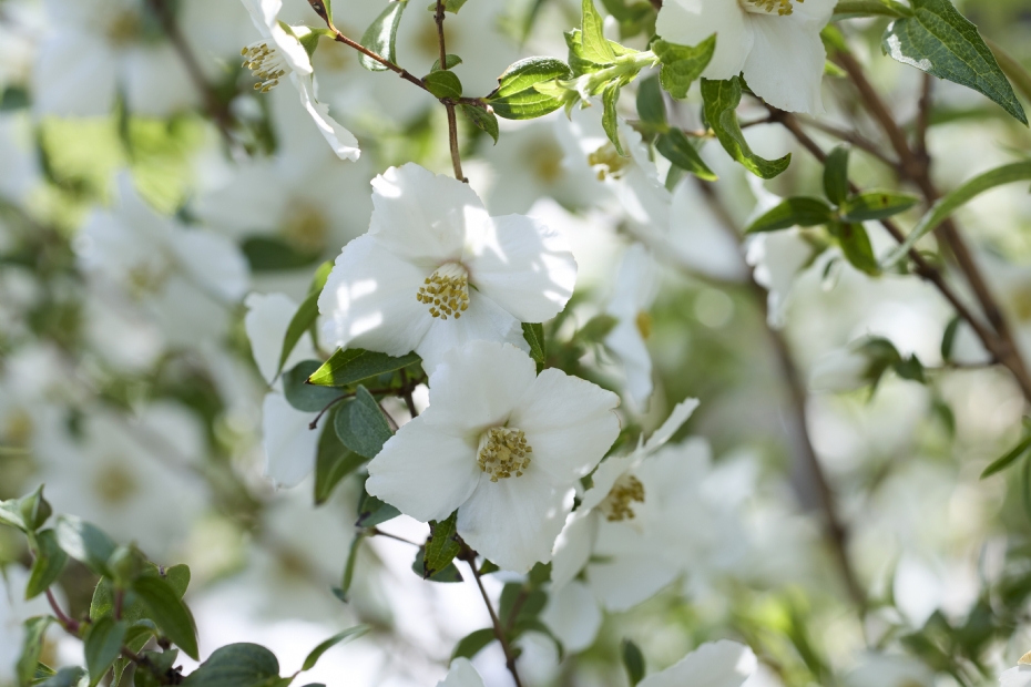 <i>Philadelphus</i> 'Petite Perfume White' <i>Philadelphus</i> 'Petite Perfume White'