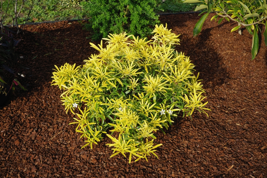 <i>Choisya</i> 'Aztec Gold' <i>Choisya</i> 'Aztec Gold'