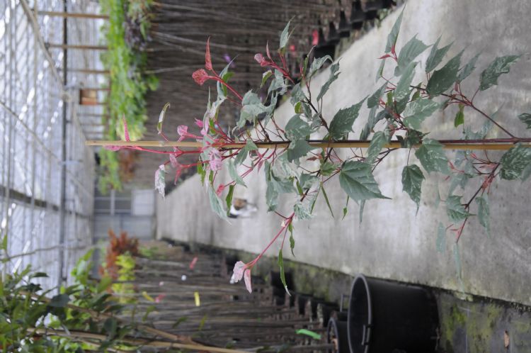 <i> Acer x conspicuum</i> 'Red Flamingo' <i> Acer x conspicuum</i> 'Red Flamingo'