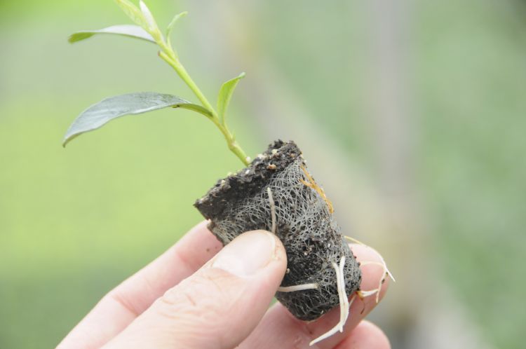 Met stekpluggen kunnen de stekjes zonder beschadiging uit de stektrays verwijderd worden. Met stekpluggen kunnen de stekjes zonder beschadiging uit de stektrays verwijderd worden.
