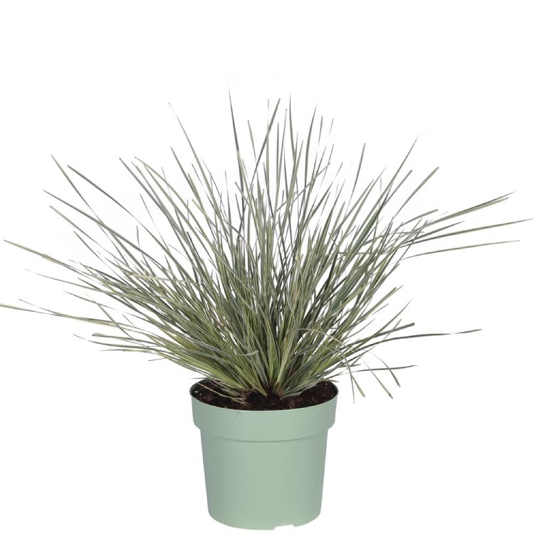 Lomandra longifolia 'Roma 13' (White Sands) Lomandra longifolia 'Roma 13' (White Sands)