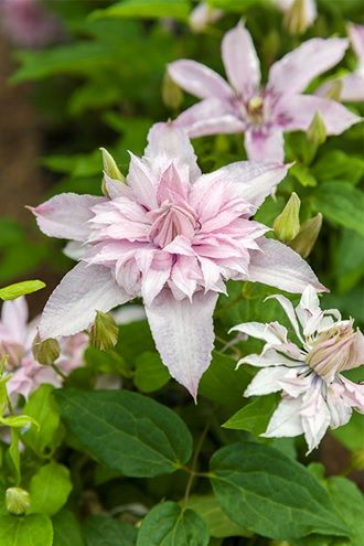Clematis 'ST17333' (Multi Pink) Clematis 'ST17333' (Multi Pink)