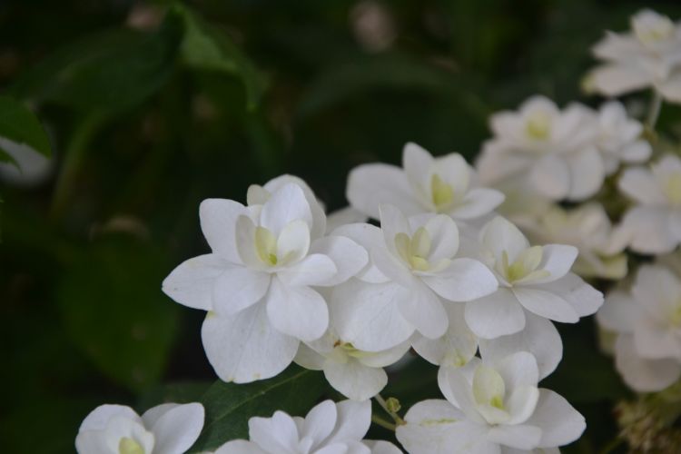Hydrangea serrate 'HSOPR014' (WHITE ON WHITE) Hydrangea serrate 'HSOPR014' (WHITE ON WHITE)