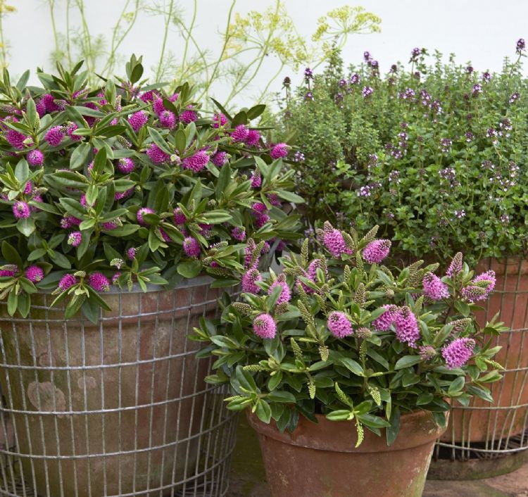 Kleur en fleur in het najaar Kleur en fleur in het najaar