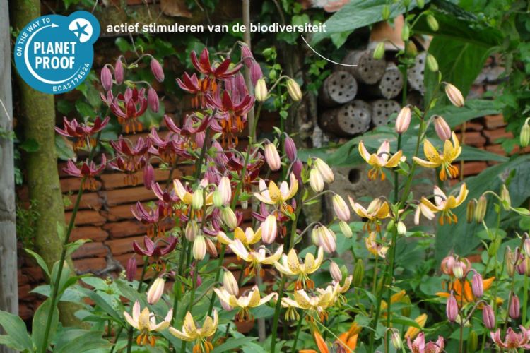 Lily Company gaat voor duurzame teelt Lily Company gaat voor duurzame teelt