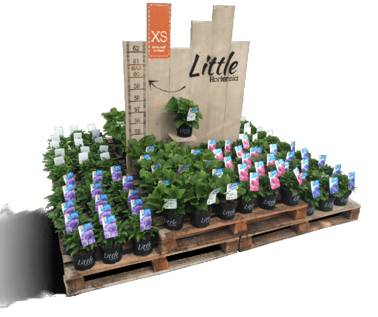 Hortensia’s op compacte groeiwijze Hortensia’s op compacte groeiwijze