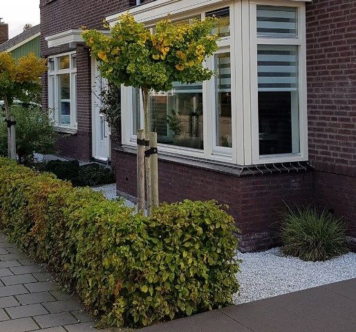 Dwergconiferen voor onderhoudsvrije tuinen Dwergconiferen voor onderhoudsvrije tuinen