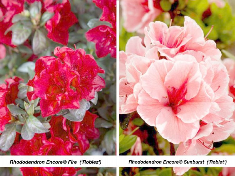 Twee nieuwe Encore-planten bij Plantipp Twee nieuwe Encore-planten bij Plantipp