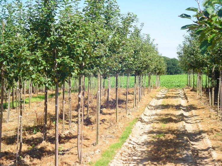 Geen kunstmest meer bij Jos Frijns en Zonen Geen kunstmest meer bij Jos Frijns en Zonen