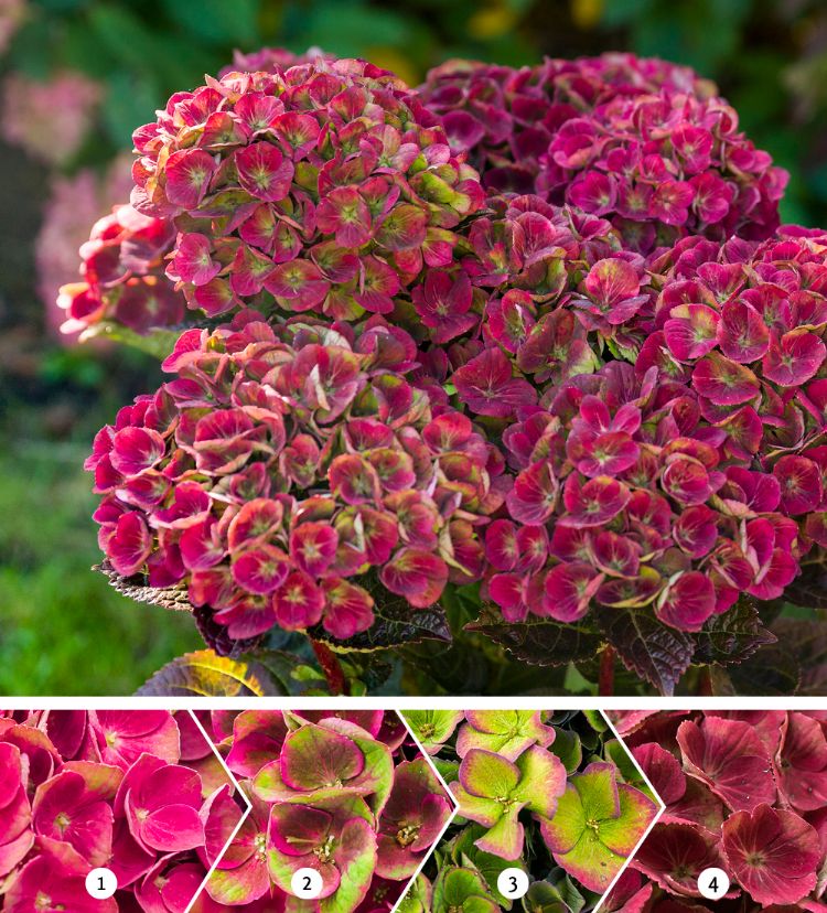 Nieuwe kleuren in de tuin Nieuwe kleuren in de tuin