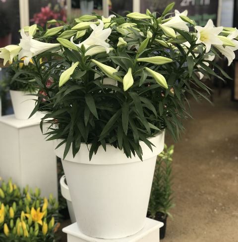 Nieuwe aanwinst Lily Looks Nieuwe aanwinst Lily Looks