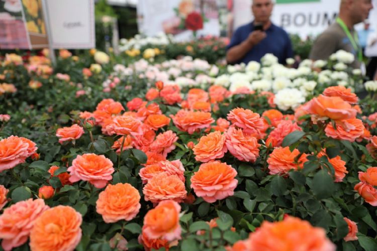 Corinne’s Choice een persoonlijke en unieke roos Corinne’s Choice een persoonlijke en unieke roos