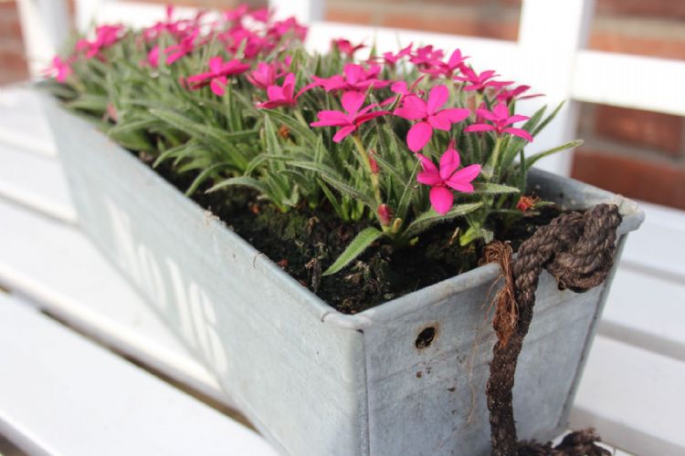 Rhodohypoxis in het zonnetje Rhodohypoxis in het zonnetje