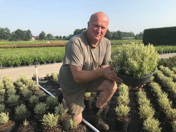 Hans Jochems met <i>Lavandula intermedia</i> 'Phenomenal' Hans Jochems met <i>Lavandula intermedia</i> 'Phenomenal'