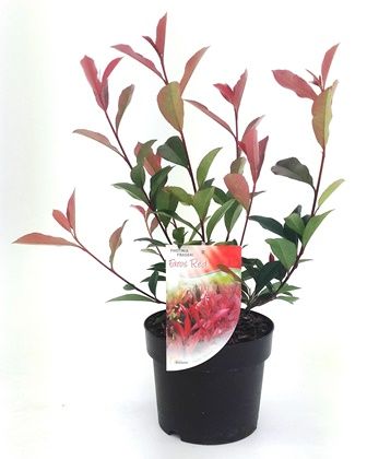 Photinia Faros Red Photinia Faros Red