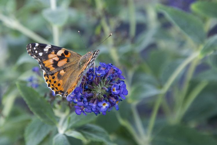 Vlinderstruik Buddleija Vlinderstruik Buddleija