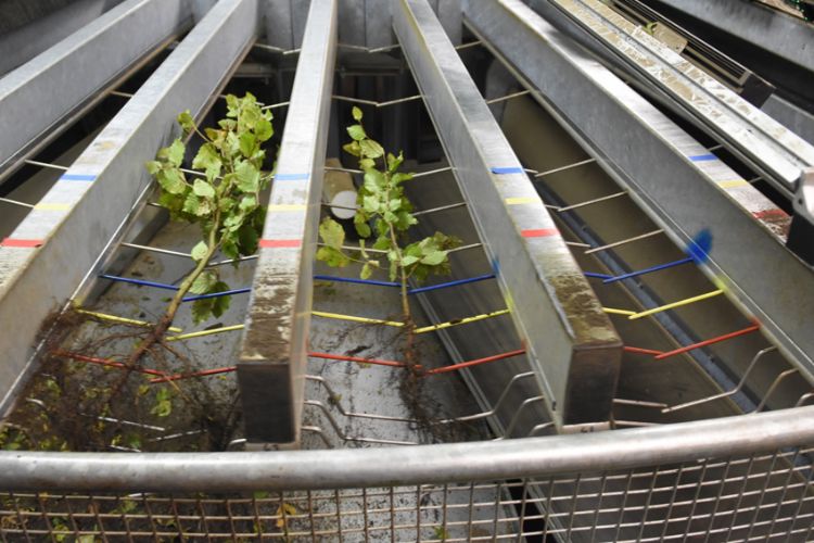 SMO boomsorteermachine voor het automatisch sorteren van plantgoed SMO boomsorteermachine voor het automatisch sorteren van plantgoed