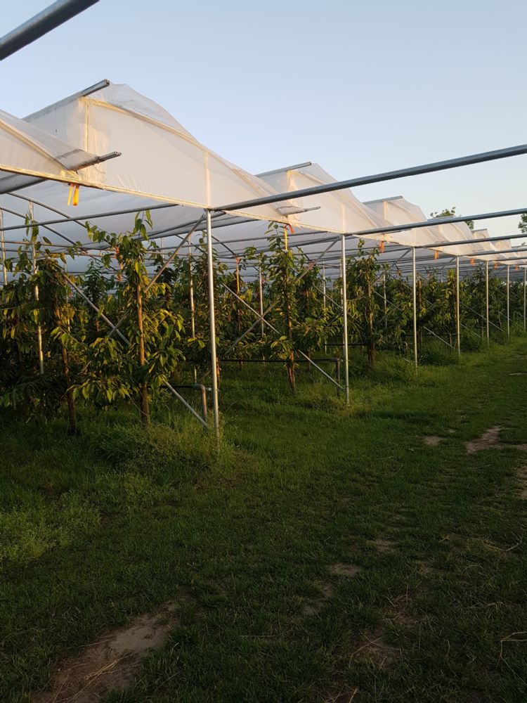 Met de verticale zijde die iedere kap heeft aan één kant, ontstaat een sheddakachtige vorm. Met de verticale zijde die iedere kap heeft aan één kant, ontstaat een sheddakachtige vorm.