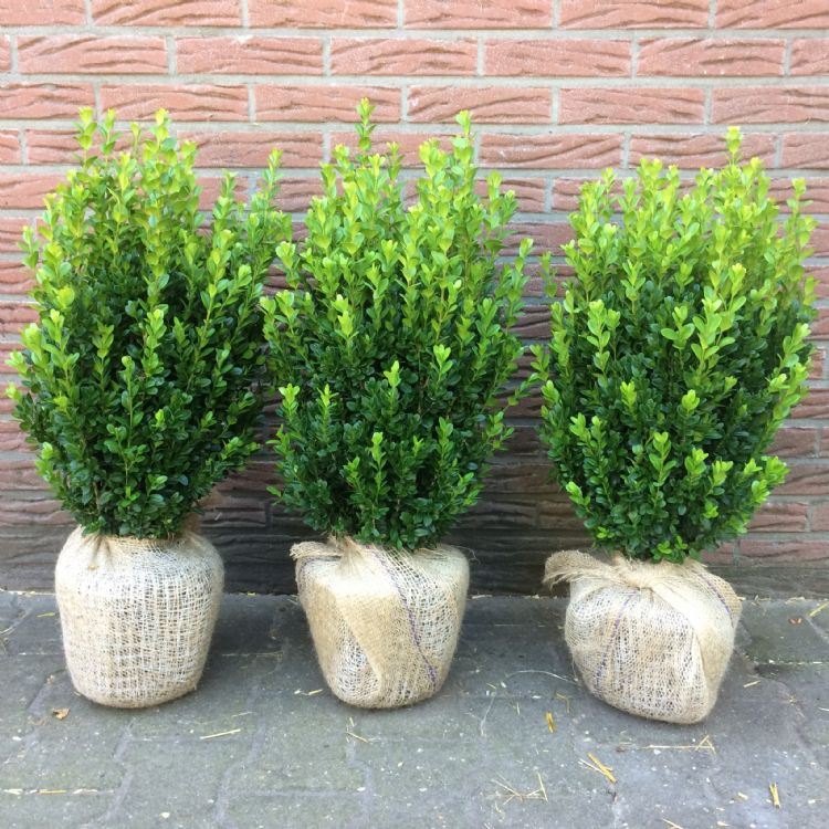 Buxus sempervirens SELEKT Buxus sempervirens SELEKT