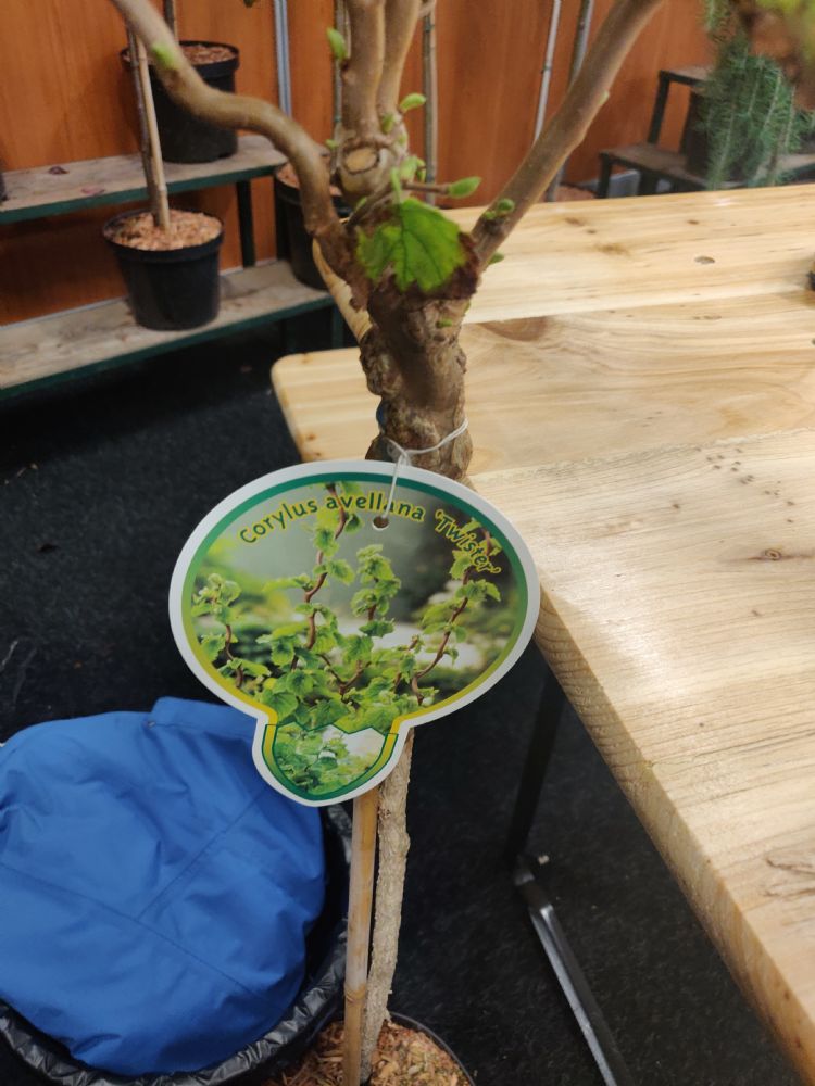 Veelenturf Corylus avellana 'Twister'. Kleinblijvende kronkel hazelaar Veelenturf Corylus avellana 'Twister'. Kleinblijvende kronkel hazelaar