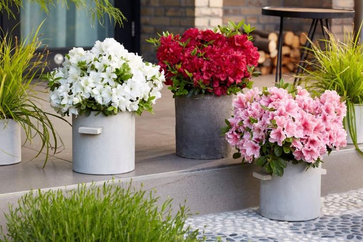 Autumn Fire Autumn Fire