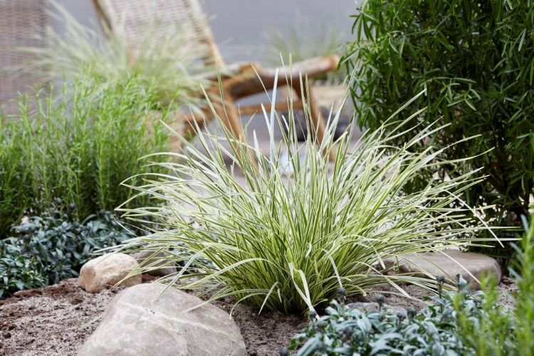 Lomandra White Sands Lomandra White Sands